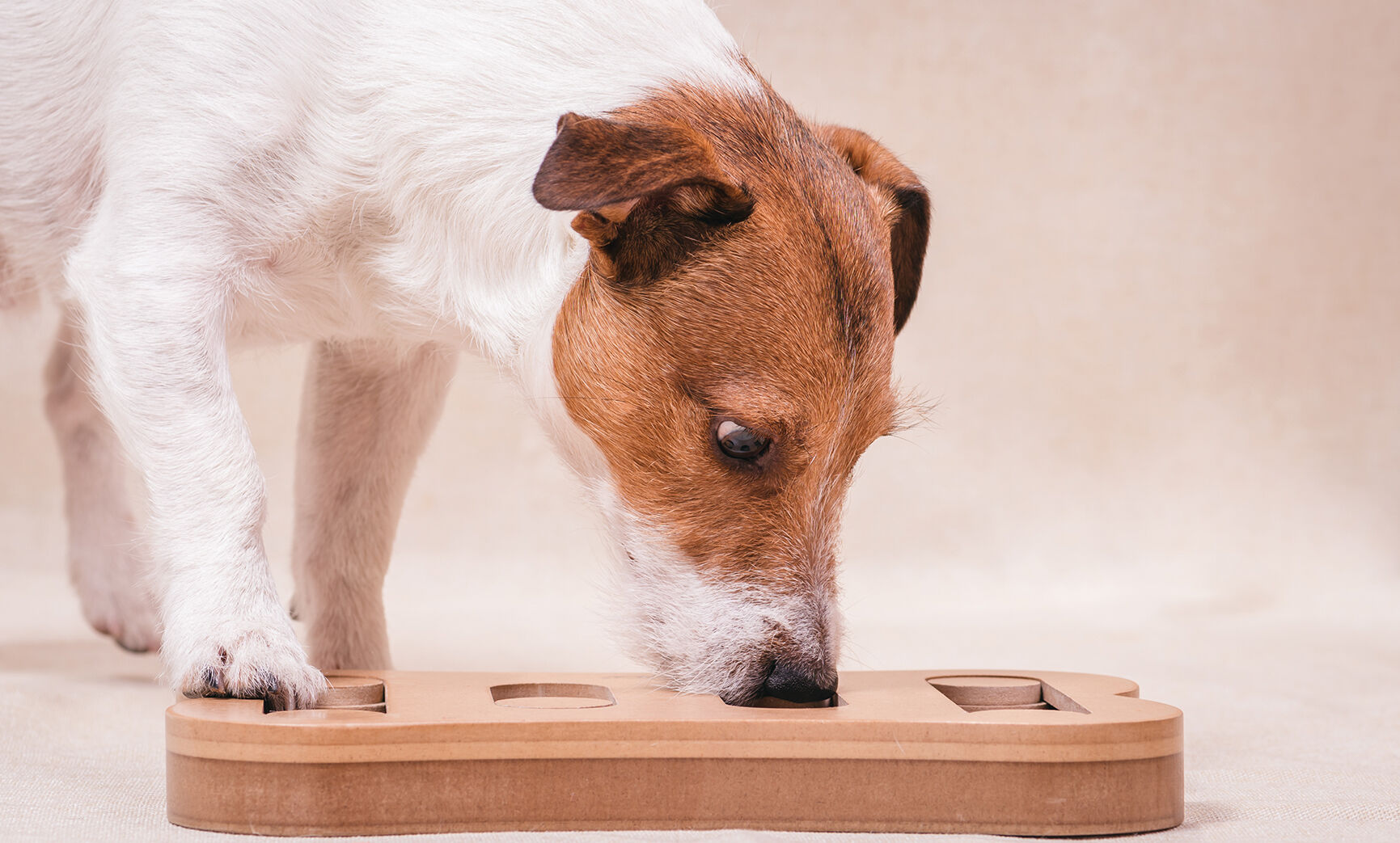 Dog playing sniffing puzzle game for intellectual and nosework training